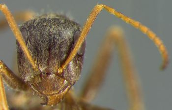 Media type: image; Entomology 34596   Aspect: head frontal view